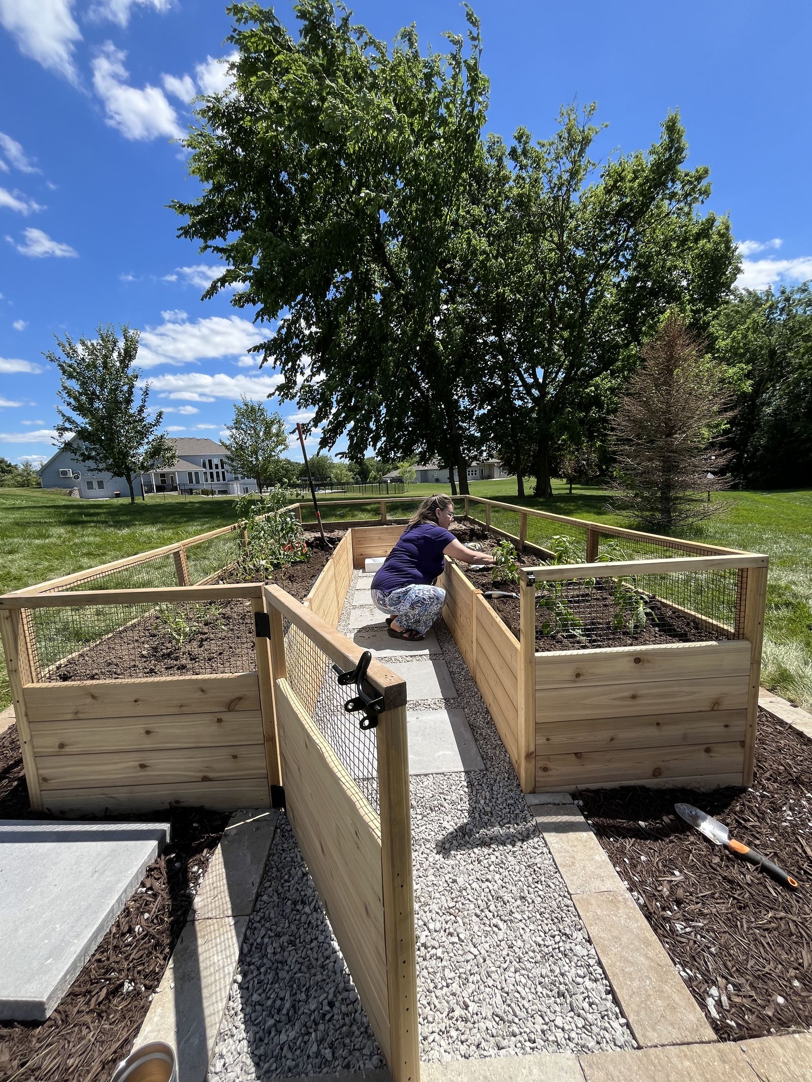 Raised Vegetable Garden — planting the first seedlings inside the finished enclosure