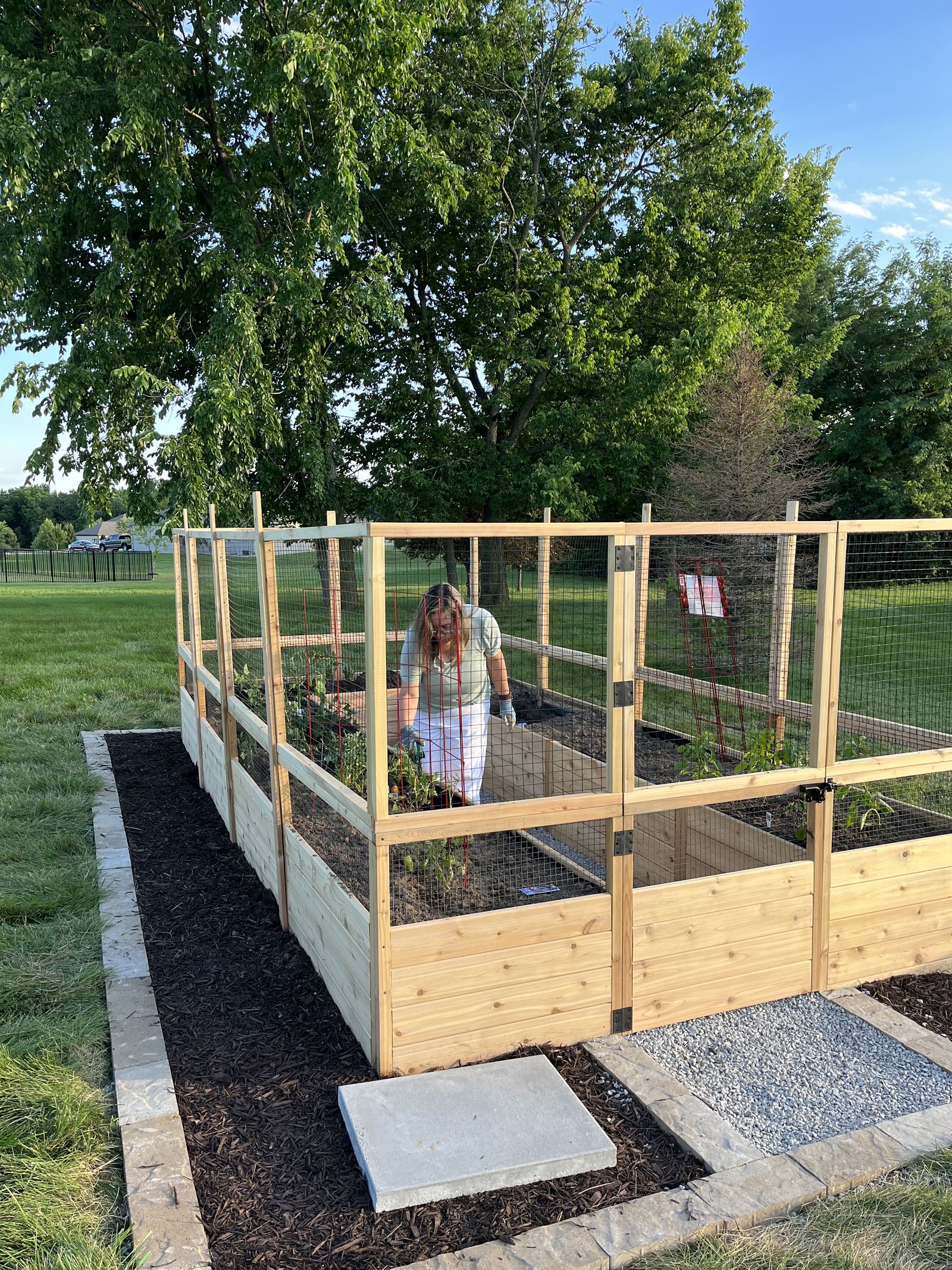 Raised Vegetable Garden — watering young plants a few weeks in