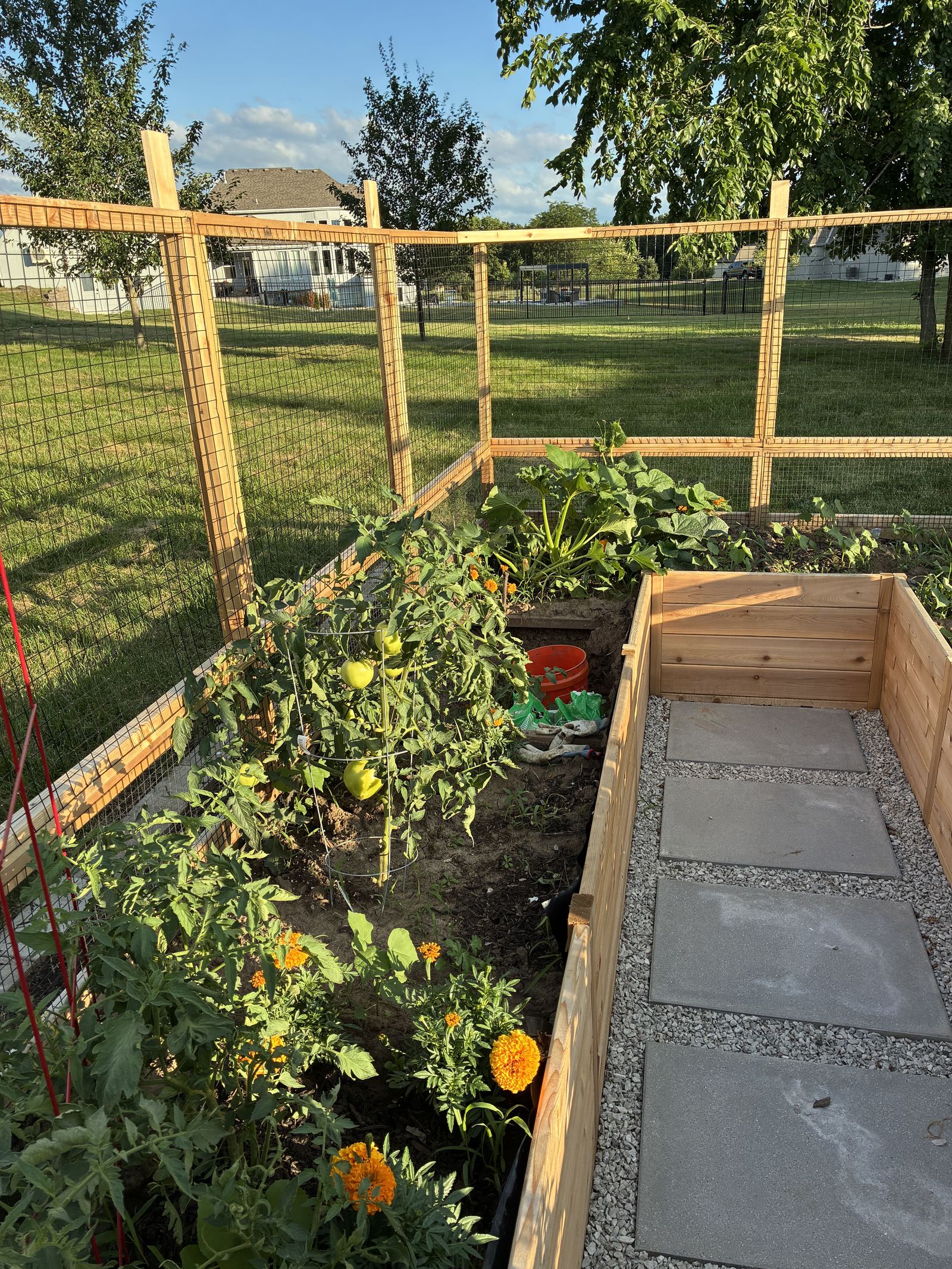 Raised Vegetable Garden — zucchini and tomatoes with fruit setting, marigolds along the edge