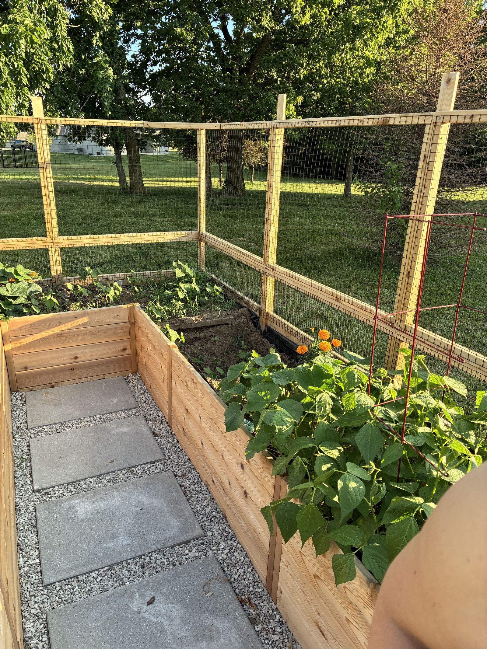 Raised Vegetable Garden — beans and squash climbing the wire trellis panels