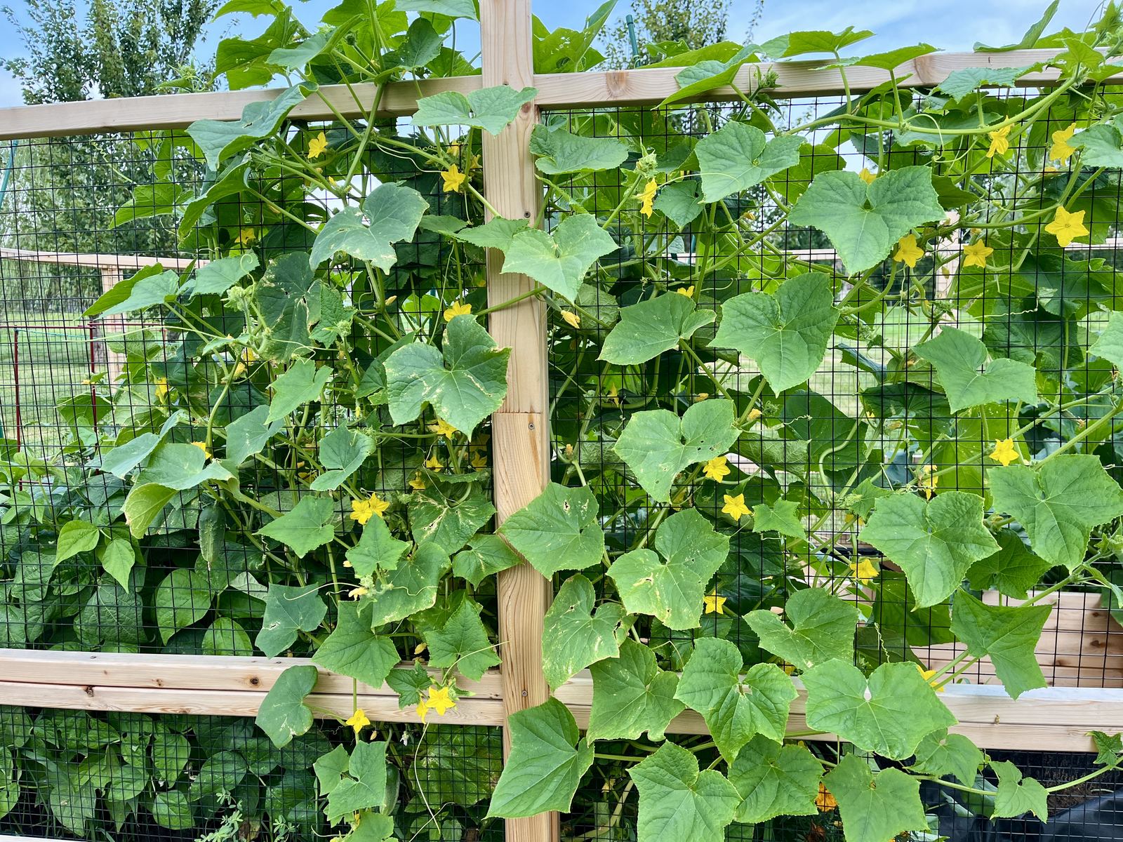 Raised Vegetable Garden — cucumber vines and flowers covering the trellis mesh