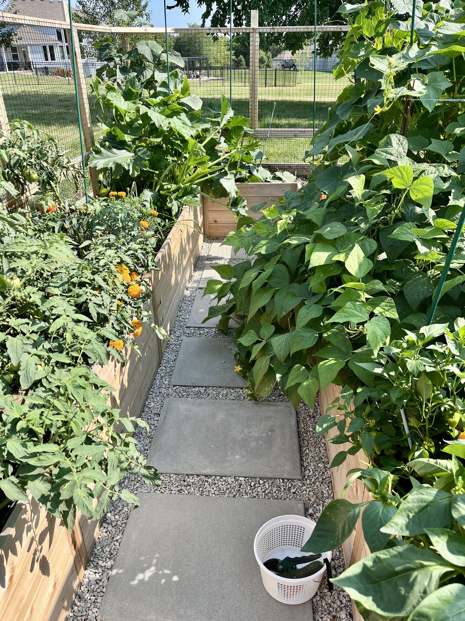 Raised Vegetable Garden — the center path between beds, dense with tomatoes, beans, and squash