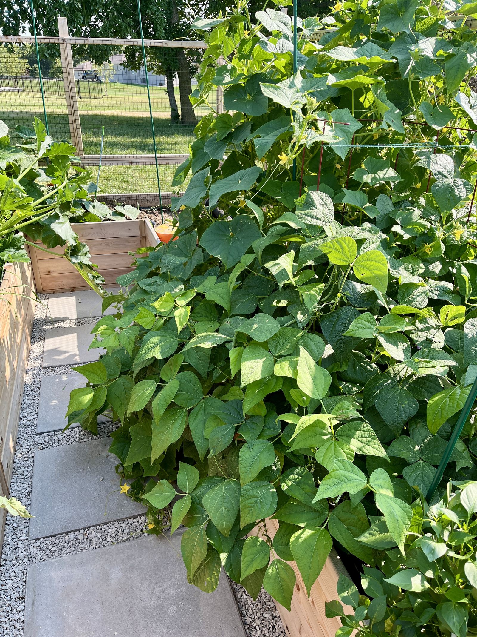 Raised Vegetable Garden — bean foliage and cucumber vines late in the season